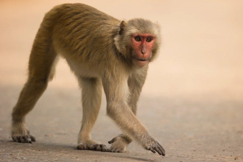 A stock image of a rhesus macaque in India, one of many countries in Asia where this species naturally roams.