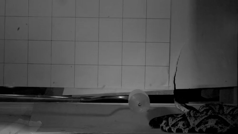 Venomous snake strikes captured in extreme detail through high-speed videos for first time a snake strike in slow motion