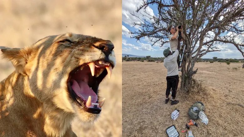 Collage with two photos on the left we see a female lion roaring and on the right we see two men installing a microphone in a tree