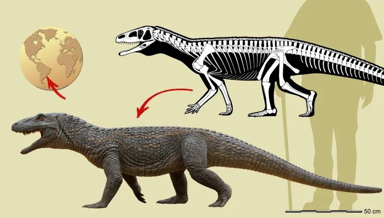 Infographic showing size and skeletal structure of Tainrakuasuchus bellator