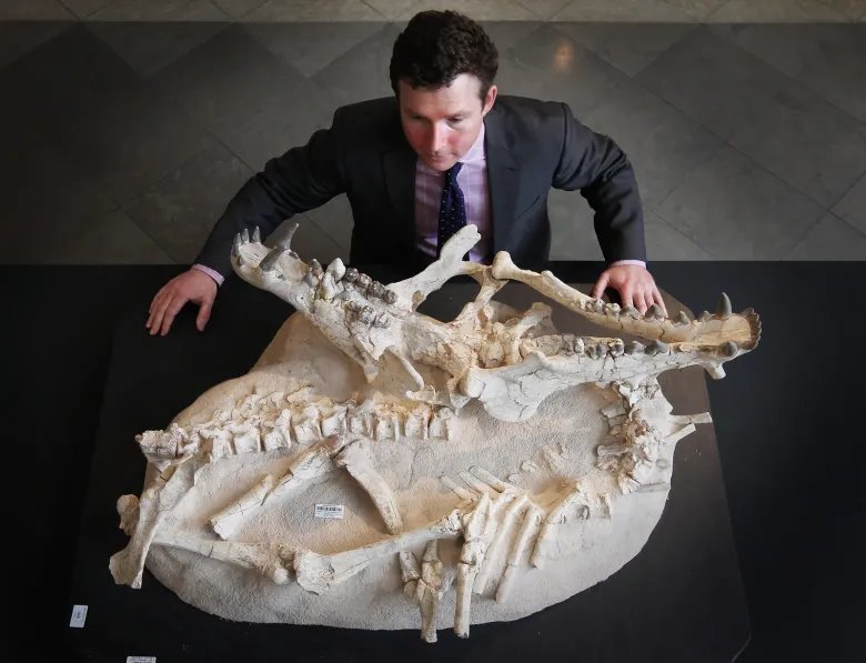 A photo of an Archaeotherium fossil at an auction in London in 2011