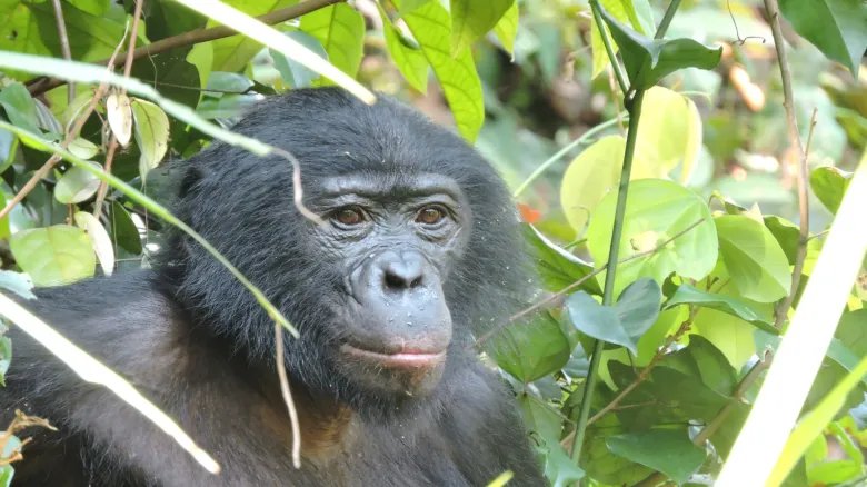 A forest with bonobos has never been so quiet Most extreme case of violence in hippie species recorded, with females ganging up on male in unprecedented attack Headshot of male bonobo in thick vegetation
