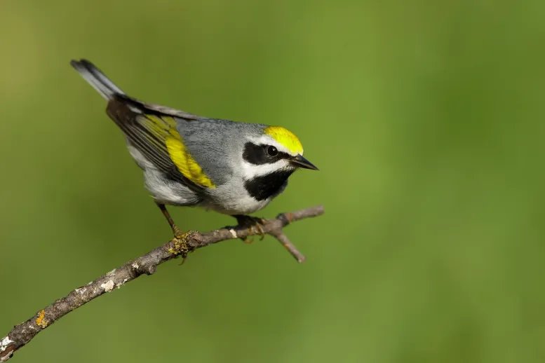 Adult Male Golden Winged Warbler Vermivora chrysoptera Bird