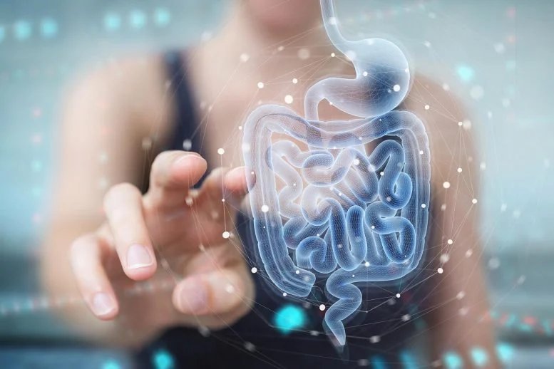 Woman Intestines Holographic Scan Digestive System