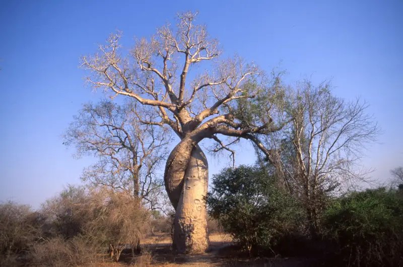 Avenue of the Baobabs Madagascars natural monument with dozens of mother of the forest trees Two intertwined baobab trees in Madagascar