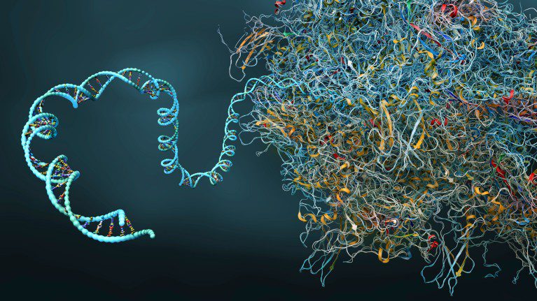 3D rendering of a twisted DNA double helix strand feeding into the much larger tangled protein structure of a ribosome